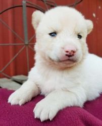 Husky Puppies For Sale 2 Girls And 1 Boys