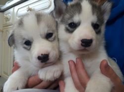 Kc Registered Siberian Husky Bitch Puppies