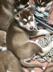 *****beautiful Siberian Huskies Puppy's *****