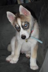 Beautiful Husky Puppy for sale