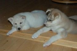 Two Cute Siberian Husky Puppies for Adoption I have two beautiful Sib