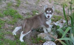 Red and White Siberian Husky puppies For Sale