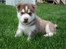 Siberian Husky Puppies now available for sale