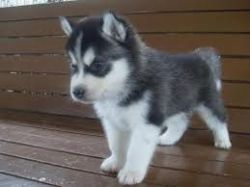 Male and Female Siberian husky looking for a new home