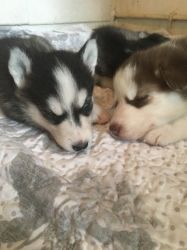 Precious and Cute Siberian Husky Puppies Ready For A New Home.