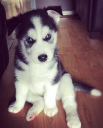 Siberian Husky Pups With Complete Puppy Packs