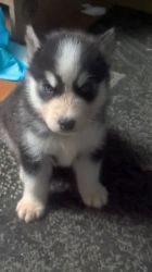 ******beautiful Siberian Huskies Puppy's *****
