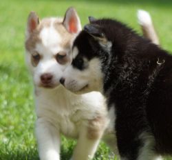 xxx) xxx-xxx4 Siberian Husky Puppies