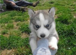 Adorable Blue Eyes Siberian Husky Puppies Needs a New Family