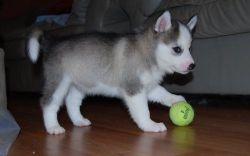 Lovely Siberian Husky Puppies available