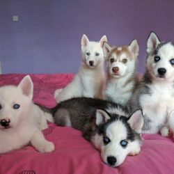 4 Male Siberian Husky Puppies For Sale