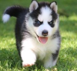 Male And Female Siberian Husky Puppies With Blue Eyes