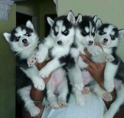 Siberian Husky Puppies Available For New Homes