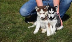 Siberian husky puppies TEXT, (xxx) xxx-xxx0