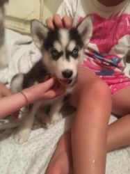 Huskie Puppies For Sale