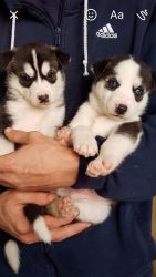 Cute Husky Pups With The Choice Of 2 Puppy Packs