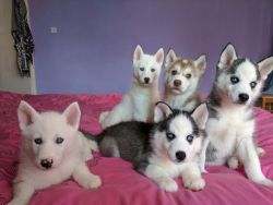 5 Cute Husky Pups With The Choice Of 2 Puppy Packs