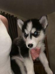 Huskies Wanting A Forever Home
