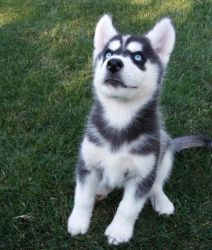 Adorable Siberian Husky puppies ready for Sale.
