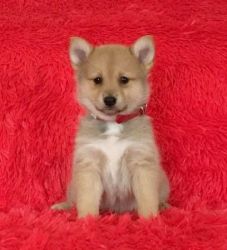 Tiny Pomsky Puppies For Sale