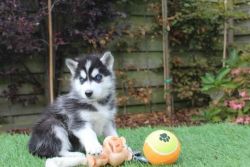 Adorable Blue Eyes Siberian Husky Puppies Needs a New Family