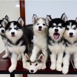 Gorgeous Blue Eyes Siberian Husky Puppies For sale