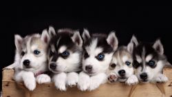 Both males and females Siberian Husky puppies