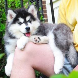 Husky Puppies for Sale $350.00