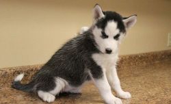 AKC registered Siberian Husky Puppies.