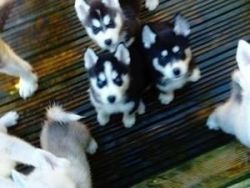 Husky Pups Looking For Forever Homes