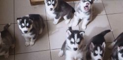 Male and female Husky For sell