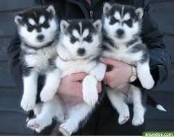 Full Siberian Husky Puppies