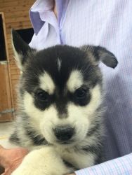 great siberian husky puppies for sale