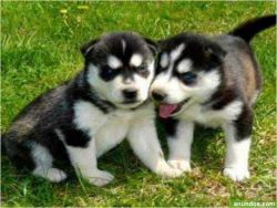 Two Gorgeous, quality AKC Siberian husky puppies
