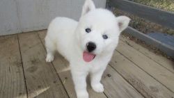 AKC Reg. Siberian Husky Puppies For Sale