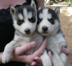 12 weeks old Husky Puppies for Adoption