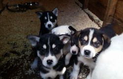 Siberian Husky Puppies For Sale