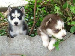AKC registred Siberian husky puppies