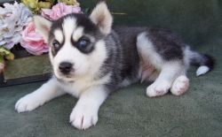 Beautiful AKC Siberian Husky Puppies For Sale