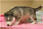 Out Standing husky puppies For Re-homing Text(xxx) xxx-xxx7