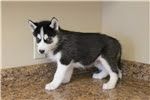 Cutest husky puppies Now Available Text(xxx) xxx-xxx7