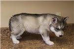 Male and Female husky puppies for a good home text(xxx) xxx-xxx7