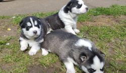 (xxx) xxx-xxx8 Siberian Husky Puppies