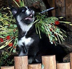 Family Trained Siberian Husky