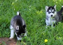 Siberian Husky Girl and boy Left Plus Puppy P