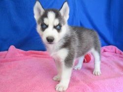 Super Cute Siberian Husky Puppies. Text (xxx) xxx-xxx2