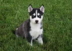 Lovely Siberian Husky puppies for sale