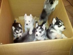 Adorable Husky puppies available with blue eyes