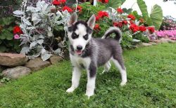 Affectionate Siberian Husky Puppies. Text (xxx) xxx-xxx7