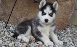 AKC Black and white Siberian Husky Puppies